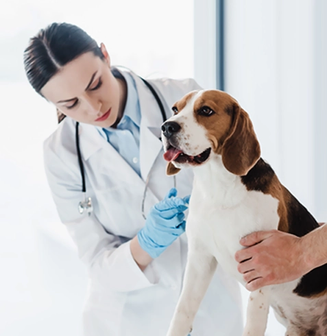 Bahçelerarası Veteriner